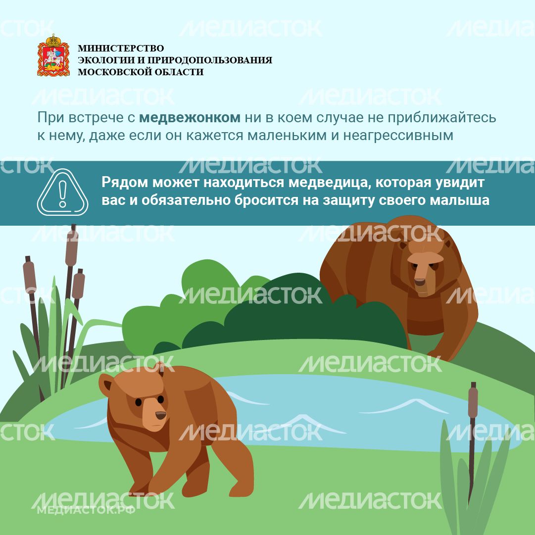 Медведь – сосед, которого нужно знать_квадрат 08