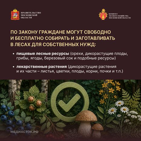 Ягоды, грибы, лекарственные растения квадрат 03