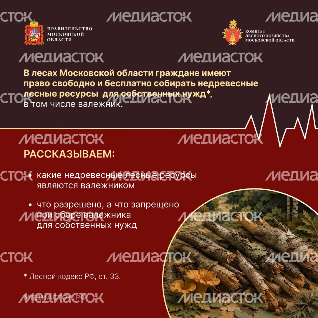 Валежник для собственных нужд квадрат 02 Валежник для собственных нужд квадрат 02
