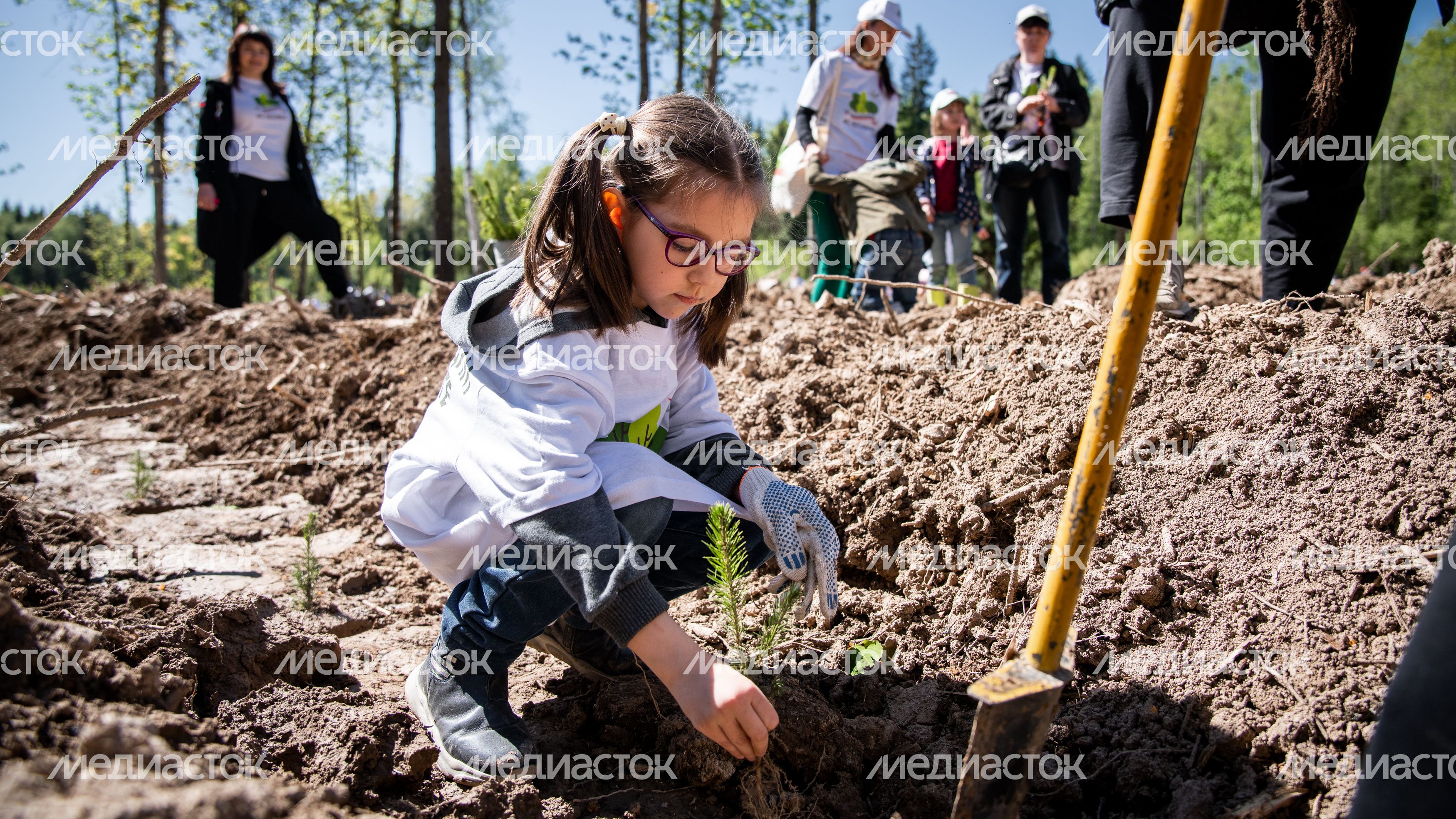 Настроение "Лес Будущего"-2024