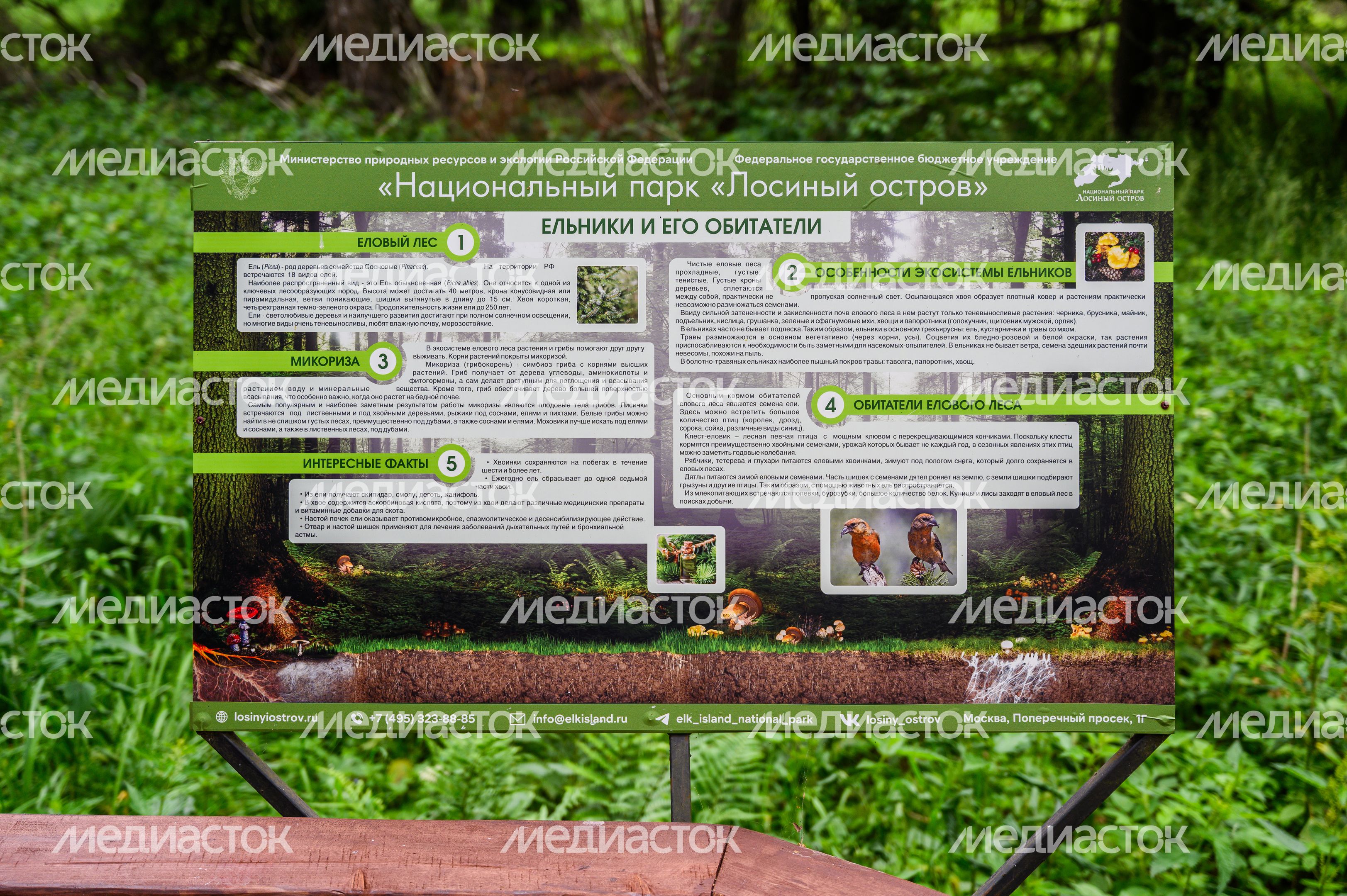 Экотропа «Заповедный лес» в Национальном парке «Лосиный остров» в Мытищах Экотропа «Заповедный лес» в Национальном парке «Лосиный остров» в Мытищах