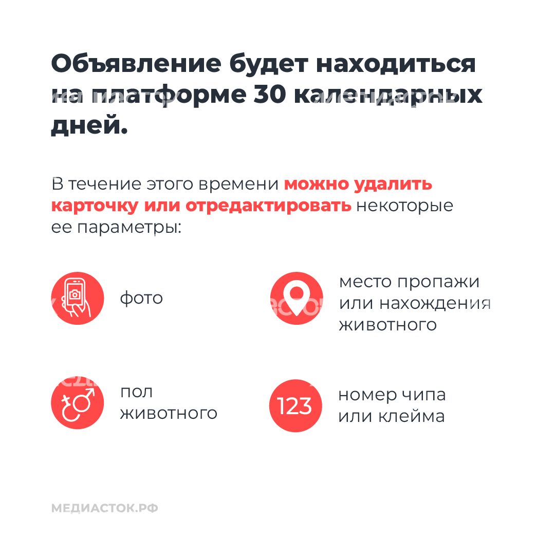 Домашние животные квадрат 08 Домашние животные квадрат 08