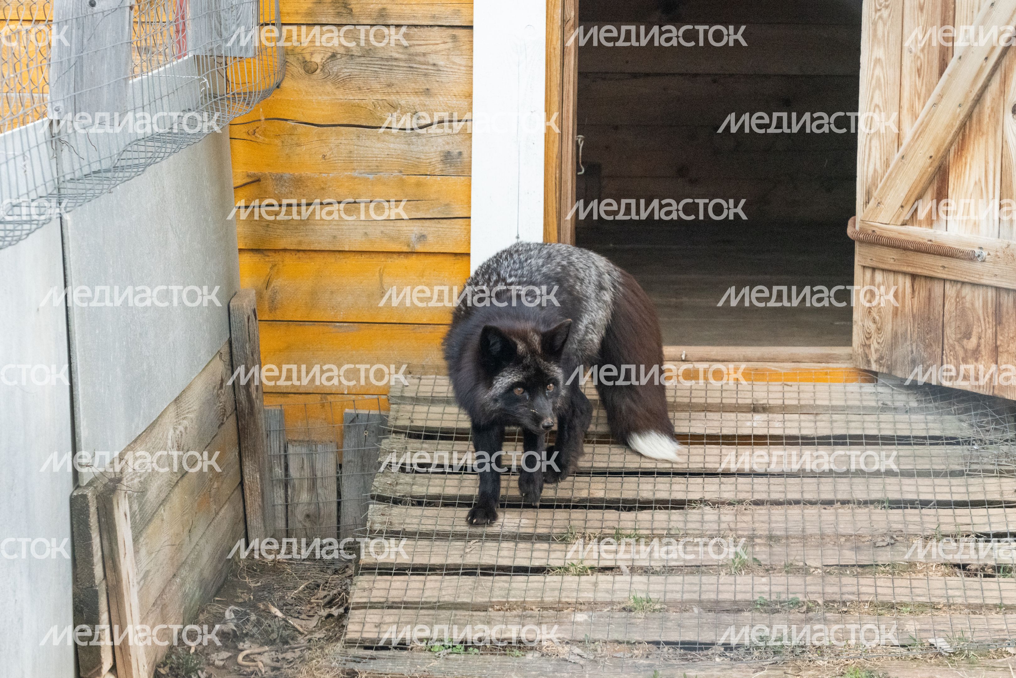 Зоопарк «Zooландия» в деревне Крючково округа Истра Зоопарк «Zooландия» в деревне Крючково округа Истра