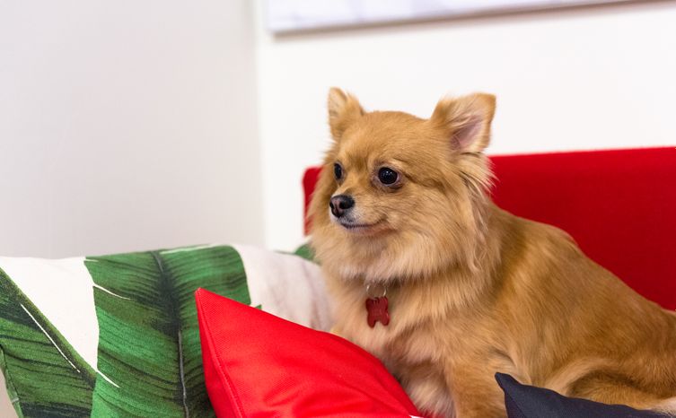 Pet‑friendly офис Purina