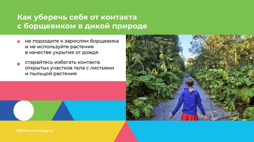 Горизонталь_Борщевик Сосновского_08.png