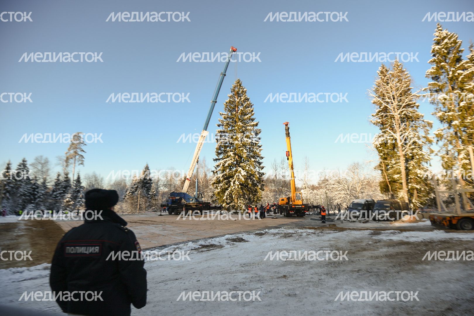 Сруб главной новогодней ели страны в Щелковском районе Подмосковья