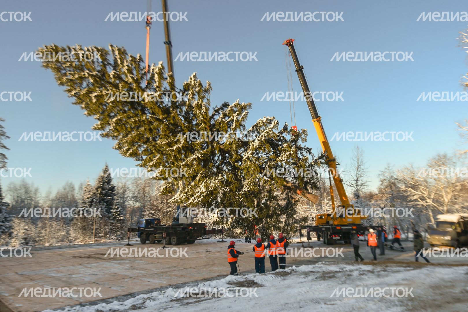Сруб главной новогодней ели страны в Щелковском районе Подмосковья