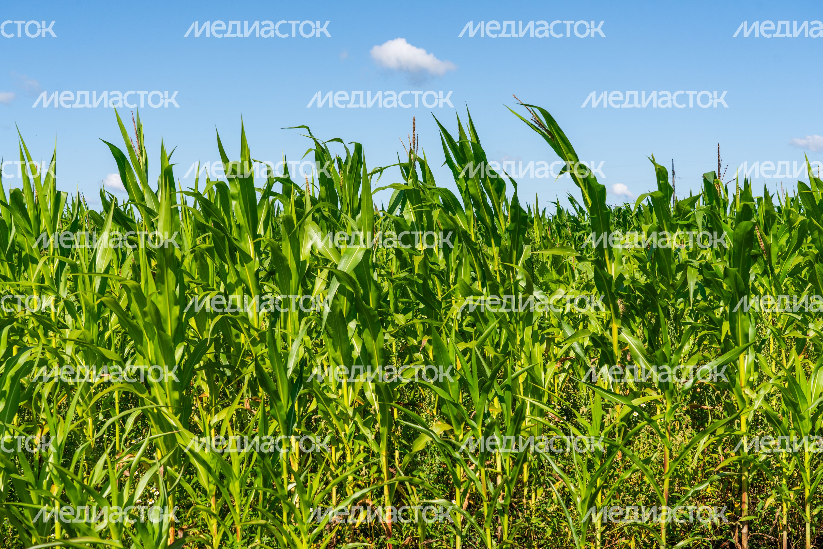 Уборка урожая кукурузы в Дмитровском округе Уборка урожая кукурузы в Дмитровском округе