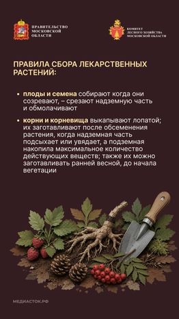 Ягоды, грибы, лекарственные растения вертикаль 08