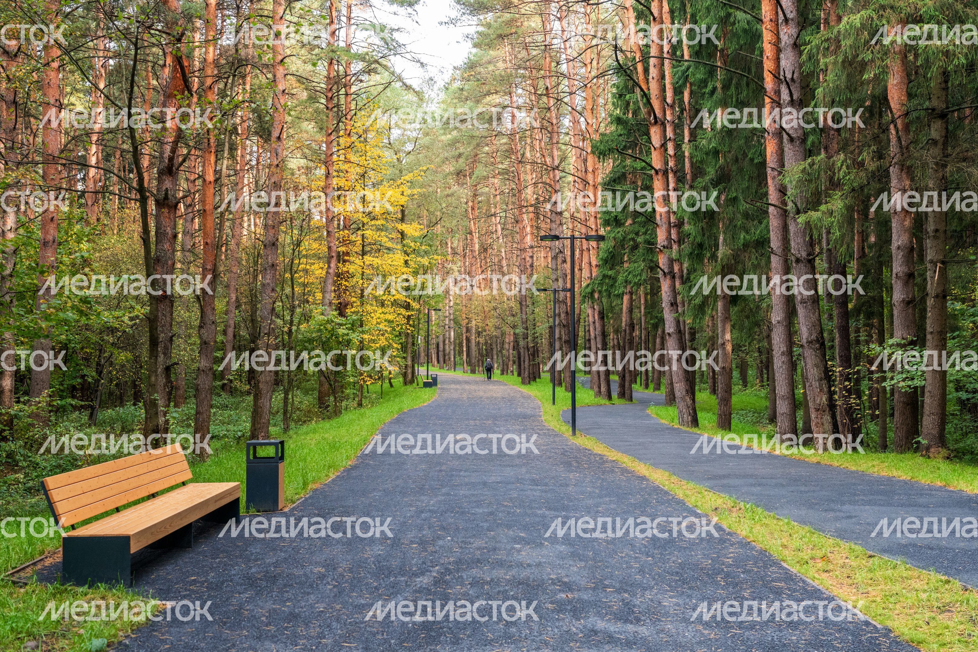 Осень в лесопарке «Городская массовка» в Дедовске округа Истра Осень в лесопарке «Городская массовка» в Дедовске округа Истра