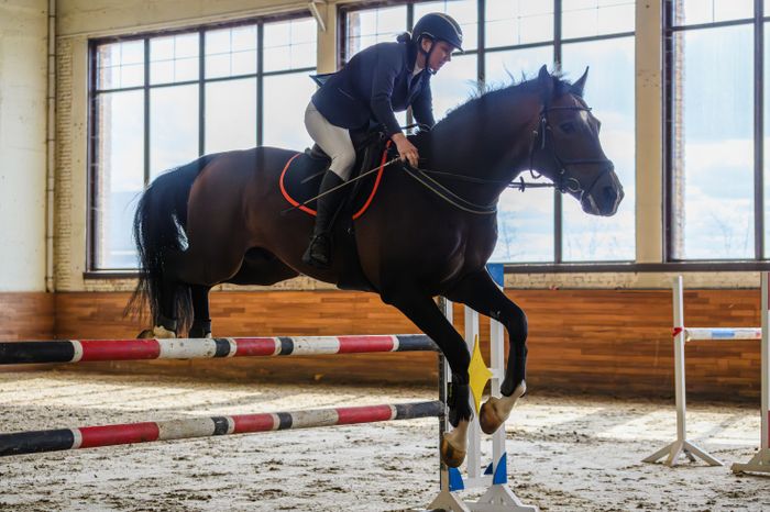 Конноспортивное шоу в Maxima Park в Дмитровском округе