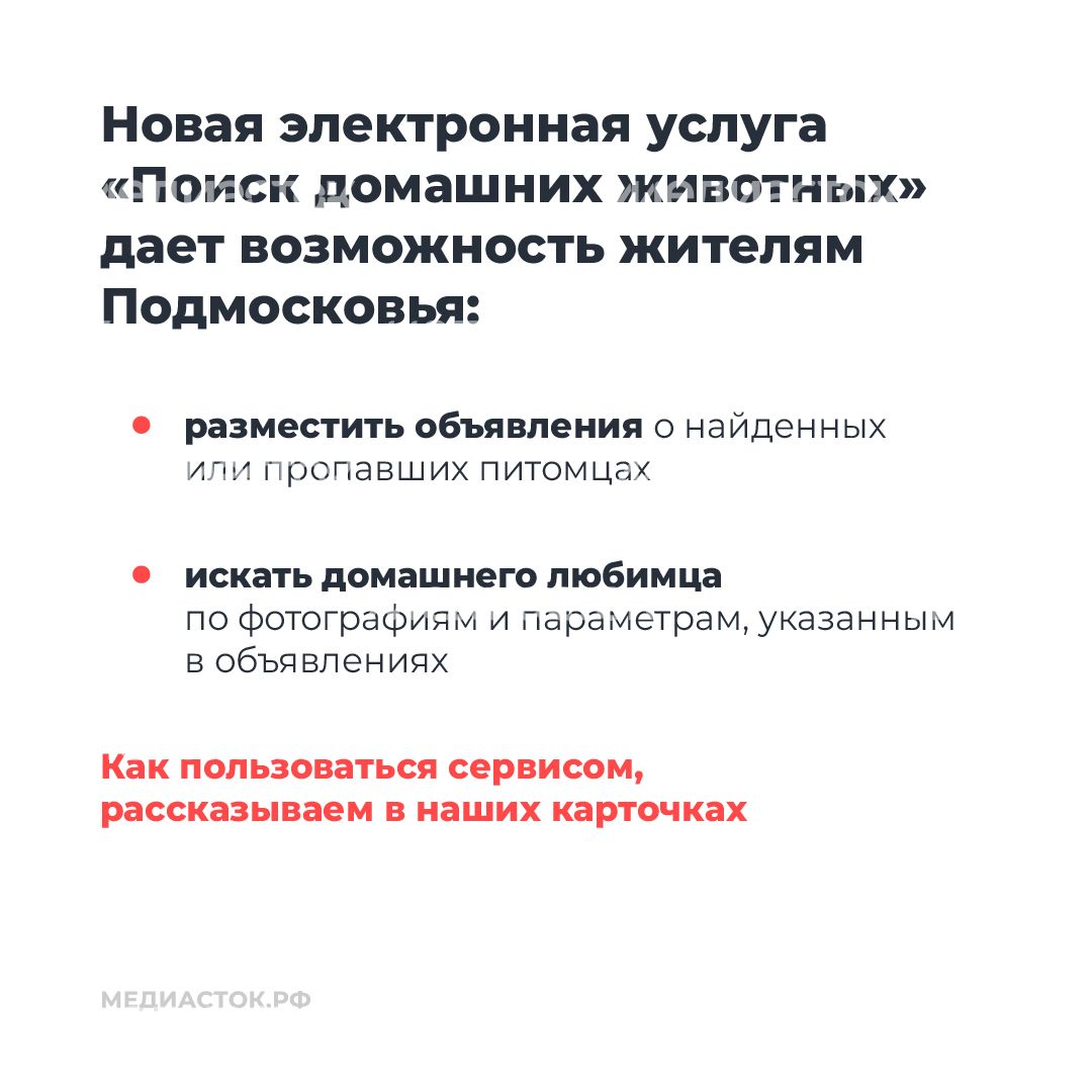 Домашние животные квадрат 02
