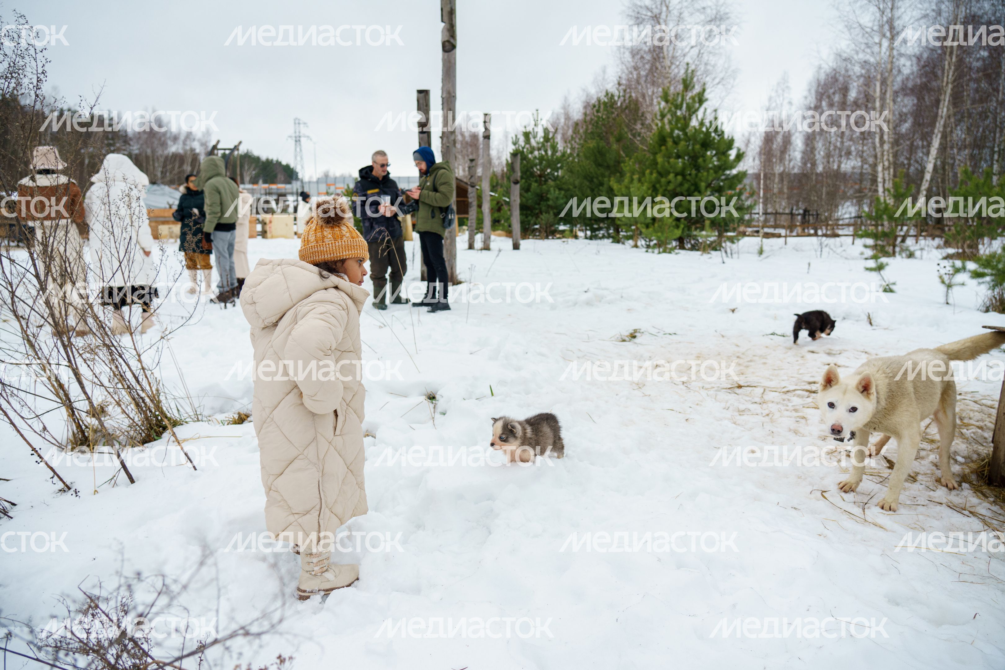 Чукотское стойбище "Хаски парк" в Раменском округе зимой Чукотское стойбище "Хаски парк" в Раменском округе зимой