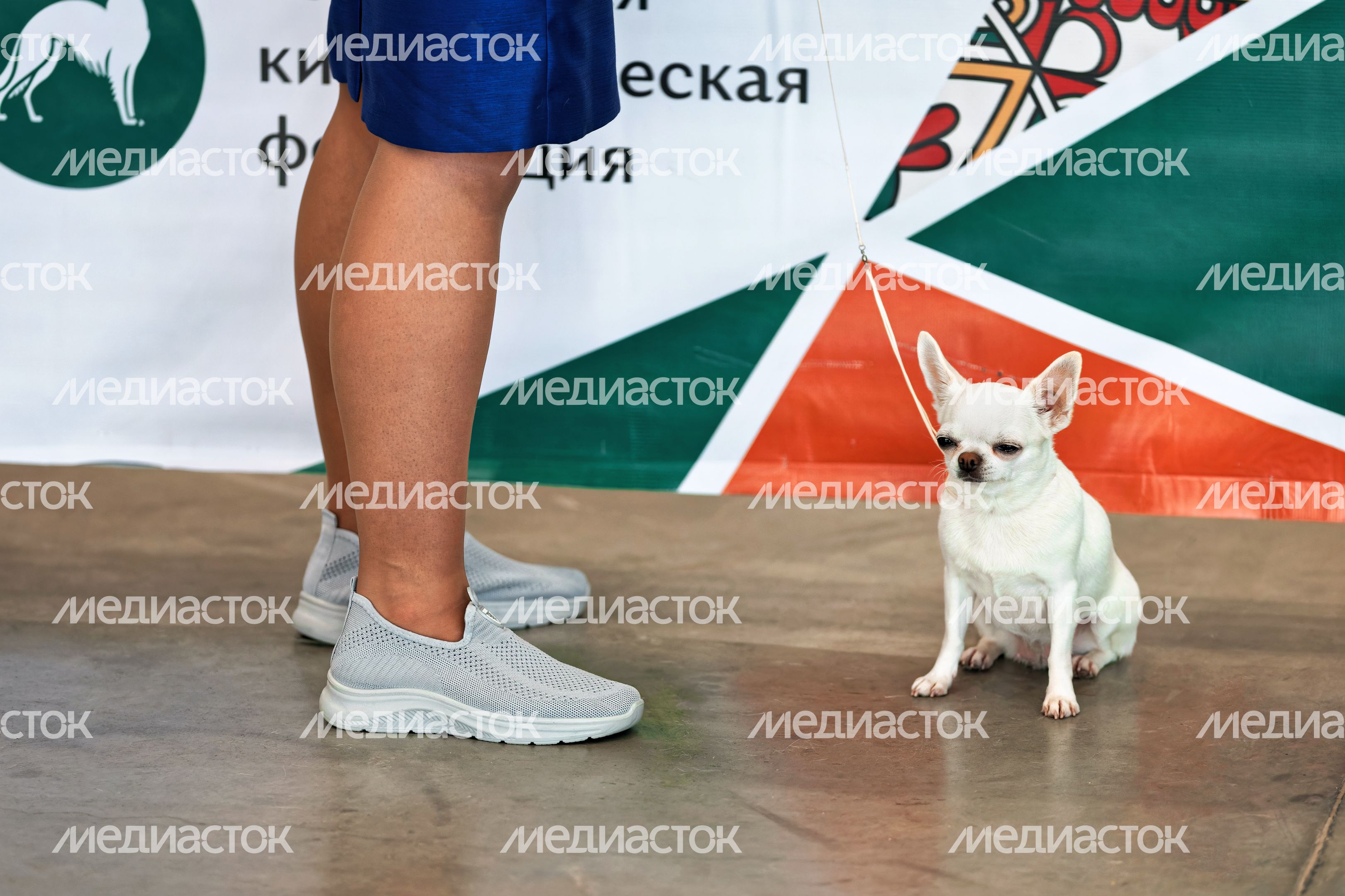 Собаки 261 породы на Национальной выставке собак всех пород в КВЦ «Патриот Экспо» Одинцовского округа Собаки 261 породы на Национальной выставке собак всех пород в КВЦ «Патриот Экспо» Одинцовского округа