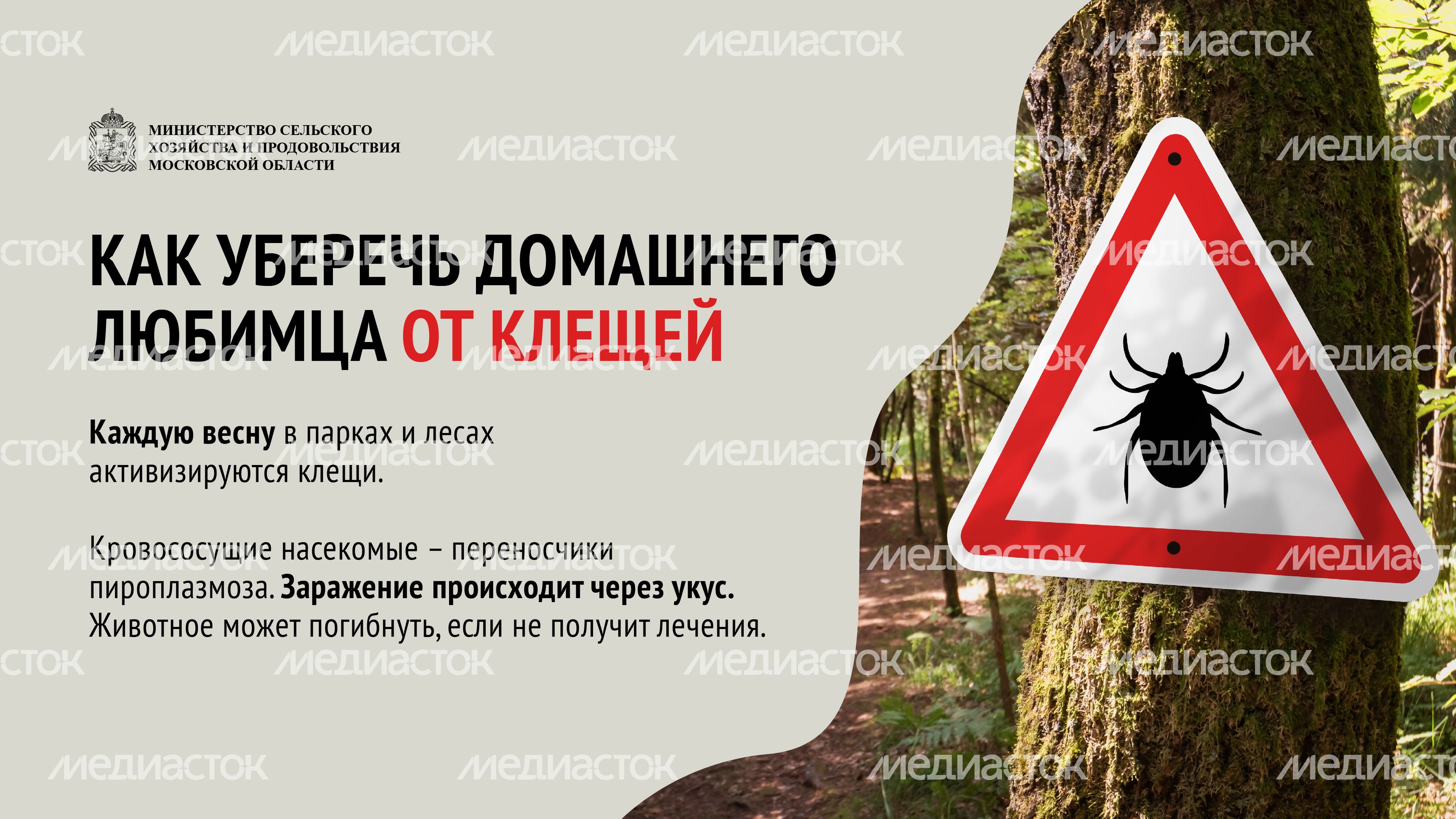 Клещи-06.jpg
