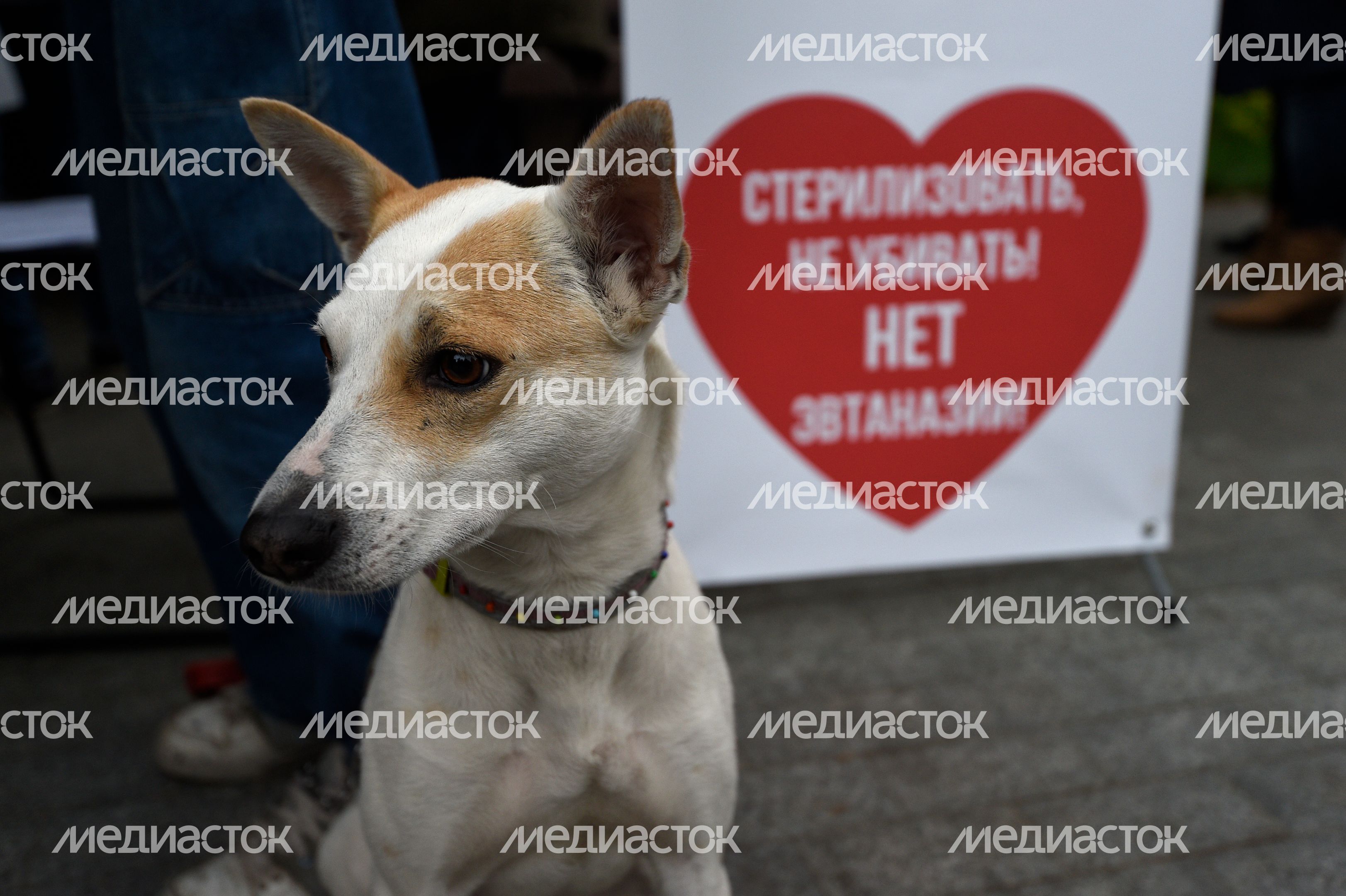 Митинг в защиту животных из приютов в Москве
