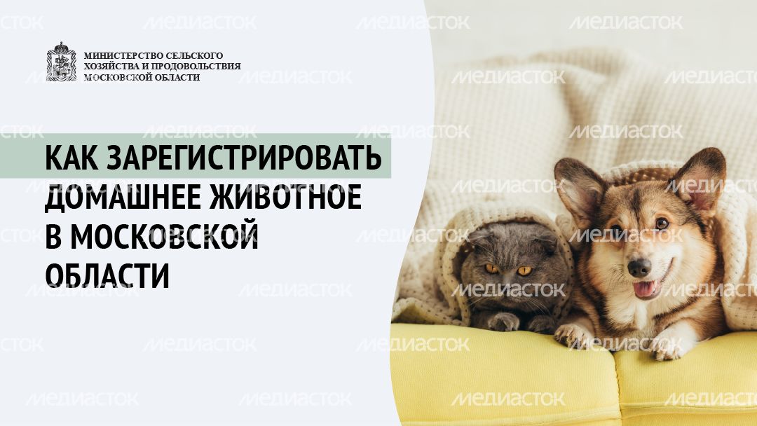 Зарегистрировать домашнее животное ред 2-горизонталь-01.png