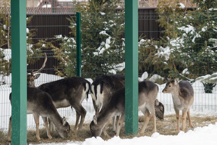 Раменский округ. Дачная резиденция «Гармонд»