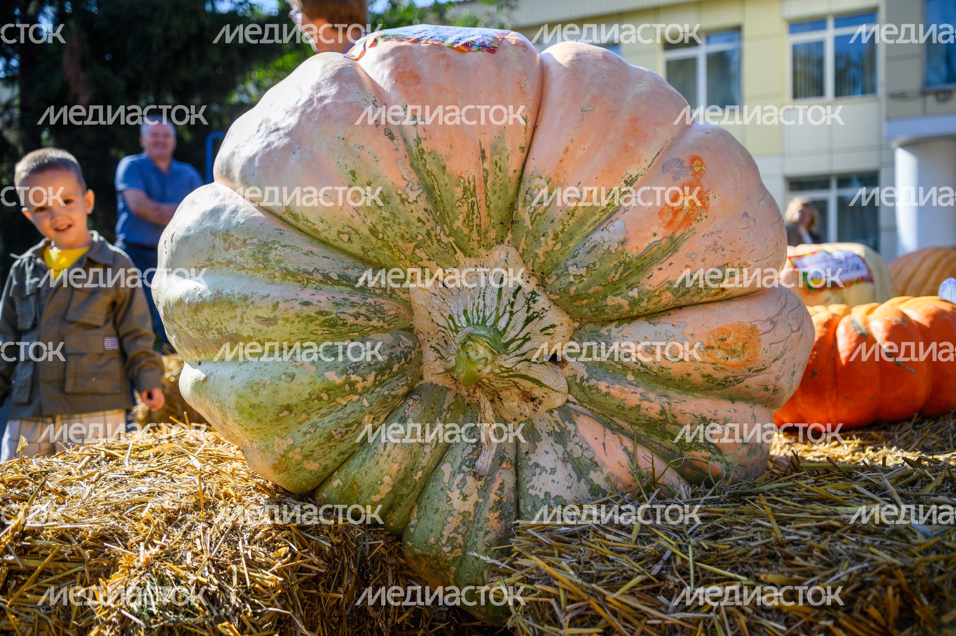 Выставка-ярмарка «Дары Подмосковья» в Луховицах Выставка-ярмарка «Дары Подмосковья» в Луховицах