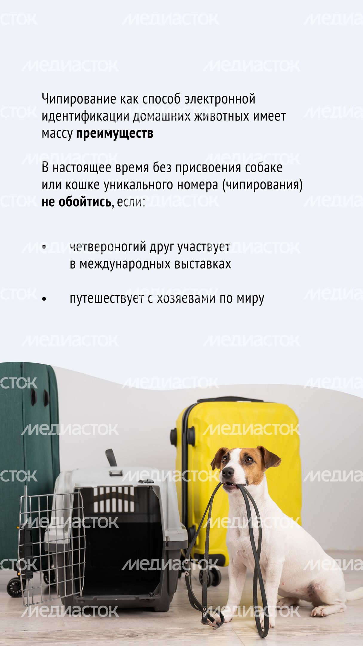 Чипирование-02.jpg