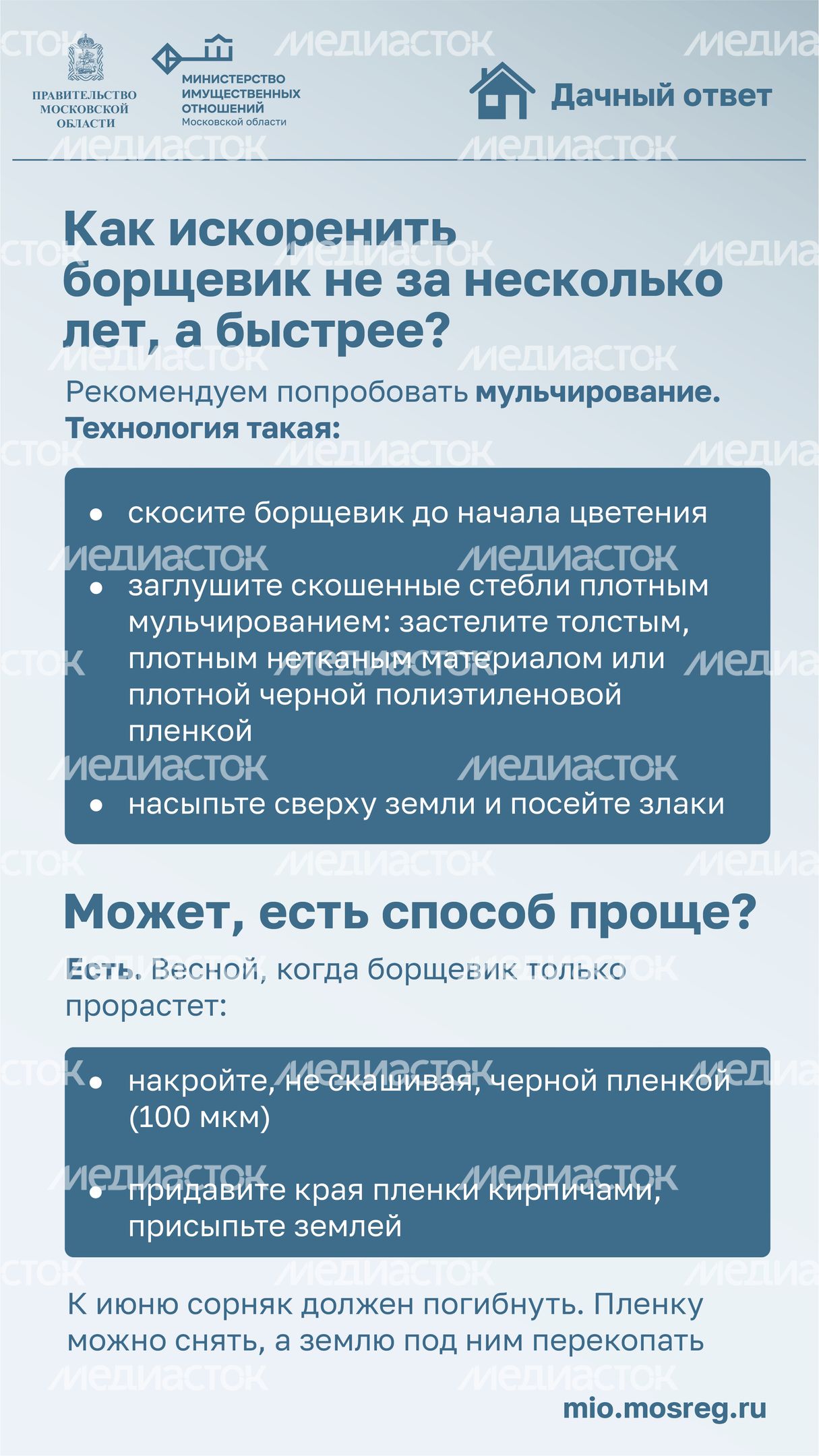 Дачный ответ_борщевик-05.jpg