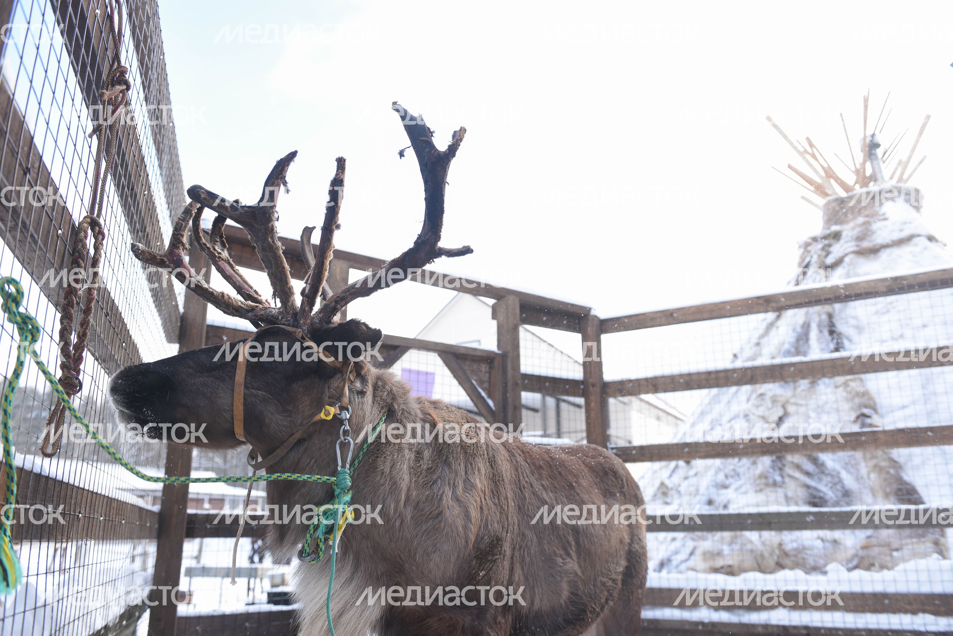 Оленья ферма в Дзержинском