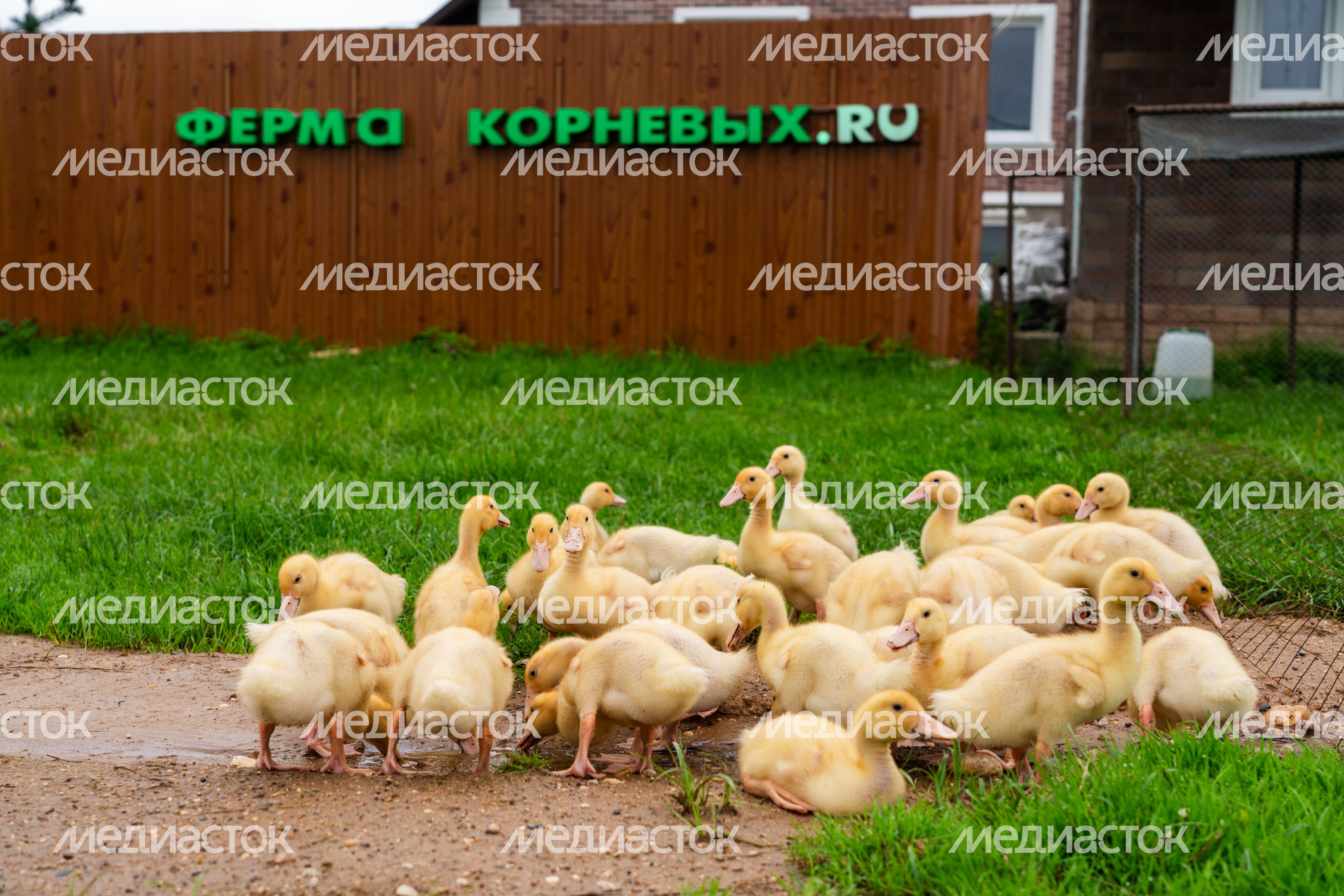 Утки на экоферме Корневых в Истре Утки на экоферме Корневых в Истре