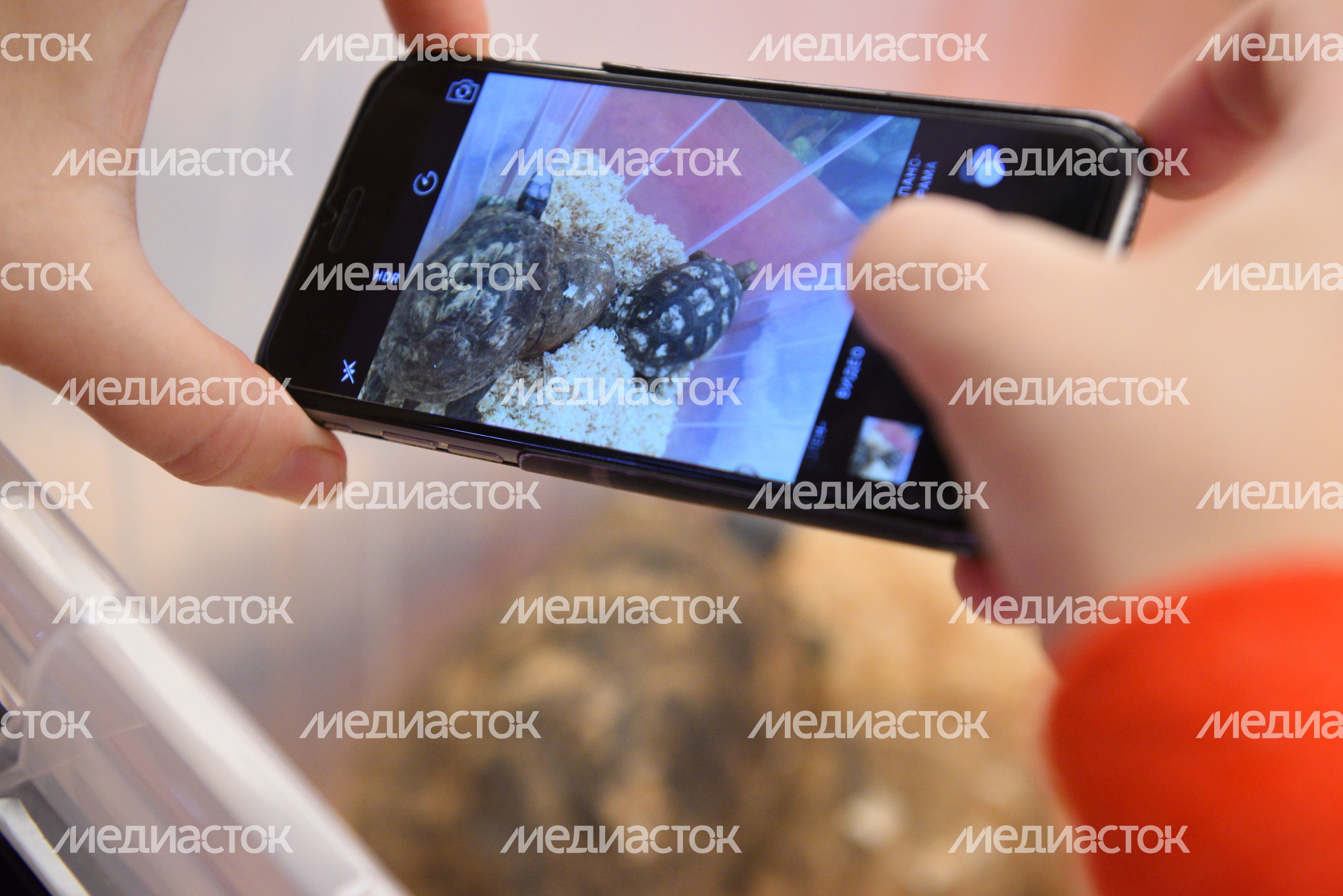 Передача контрабандных черепах и змей Московскому зоопарку Передача контрабандных черепах и змей Московскому зоопарку