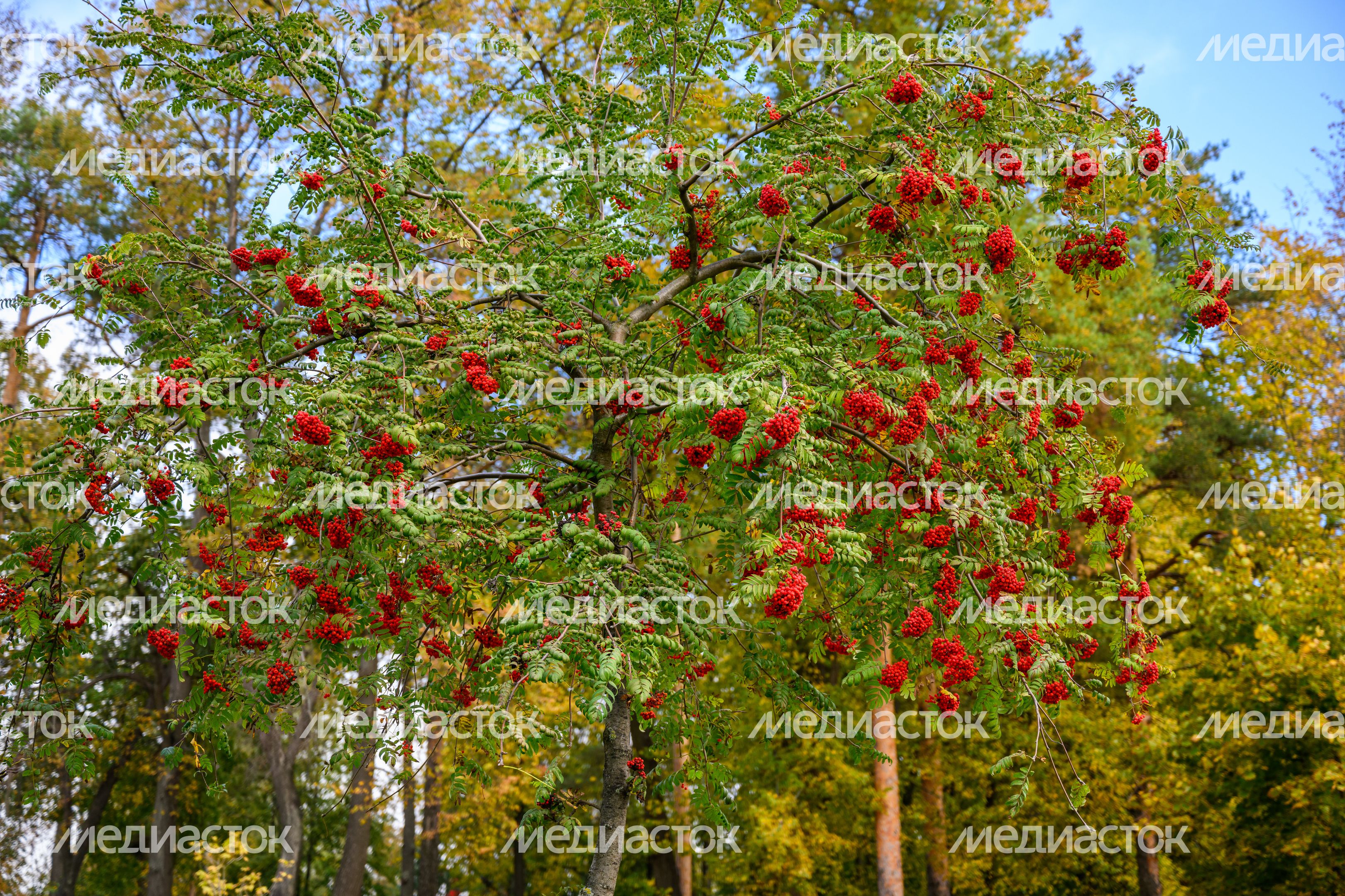 Раменский городской парк культуры и отдыха. Осень Раменский городской парк культуры и отдыха. Осень