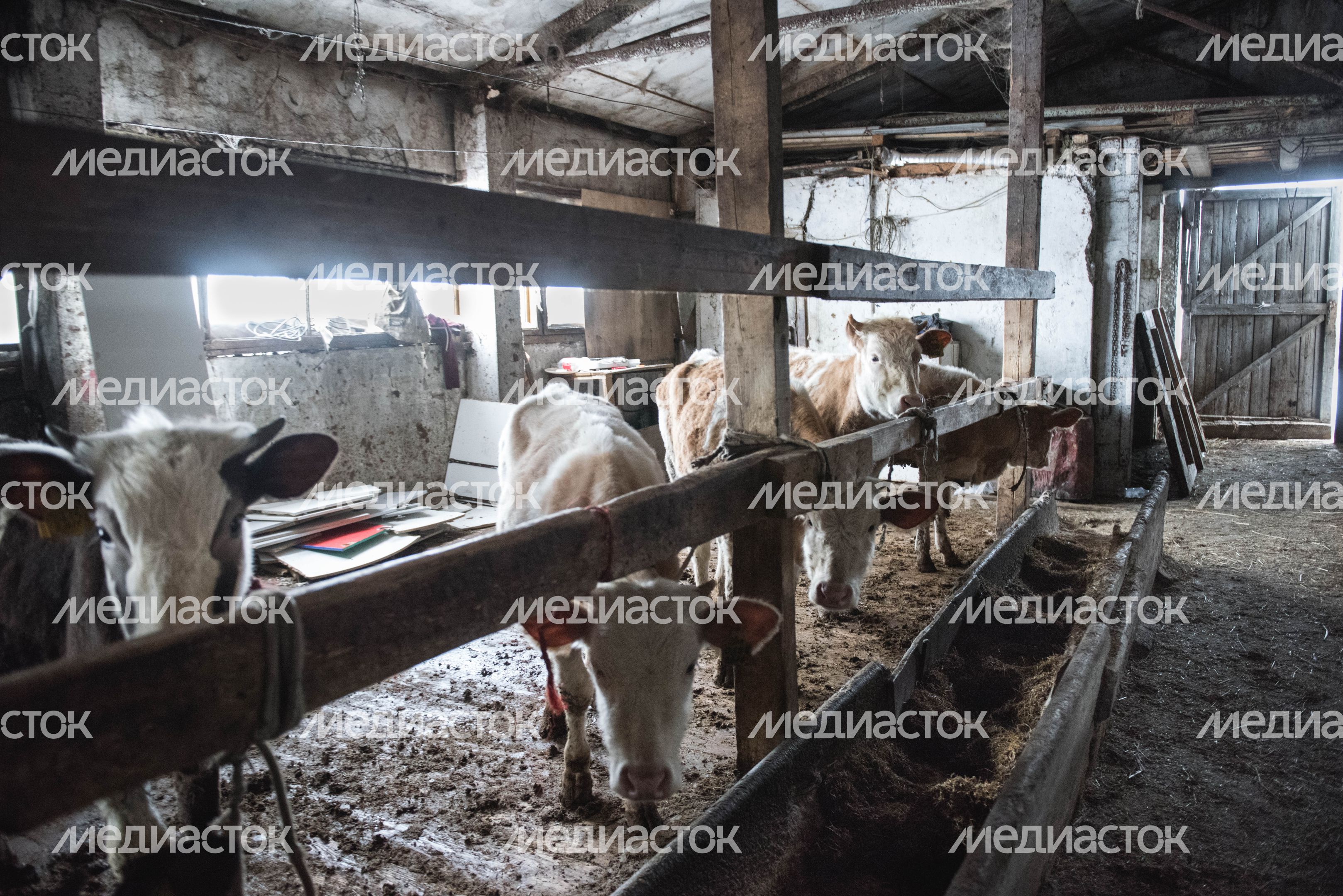 Деревня «Марс» в Московской области, 2 часть