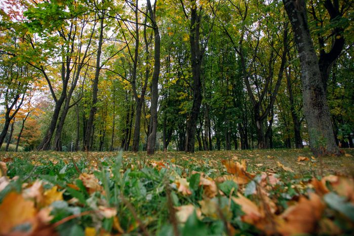 Реутов. Парк «Фабричный пруд»
