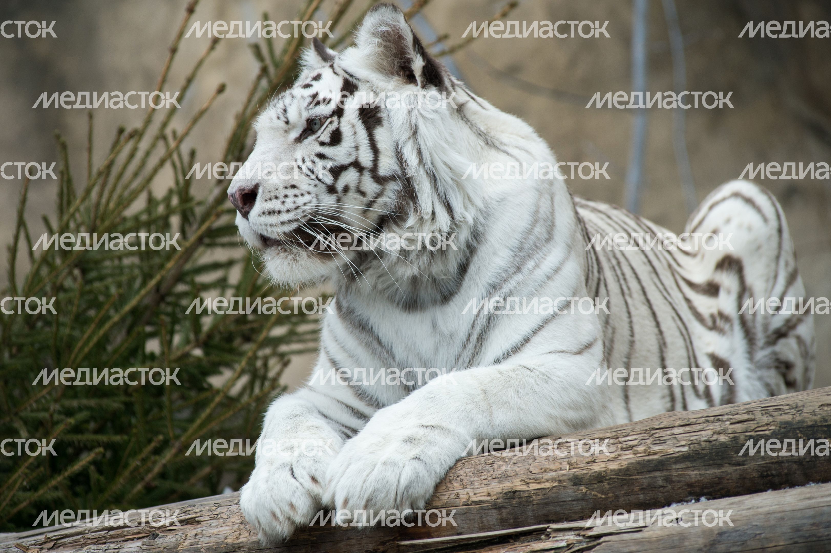 Бенгальская тигрица в Московском зоопарке Бенгальская тигрица в Московском зоопарке