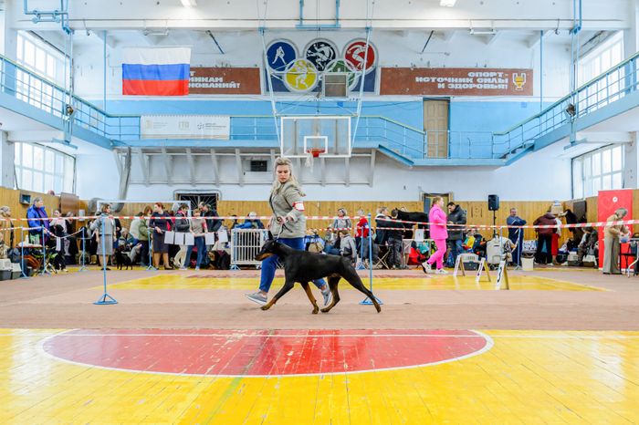 Богородский. Ногинск. Выставка собак всех пород
