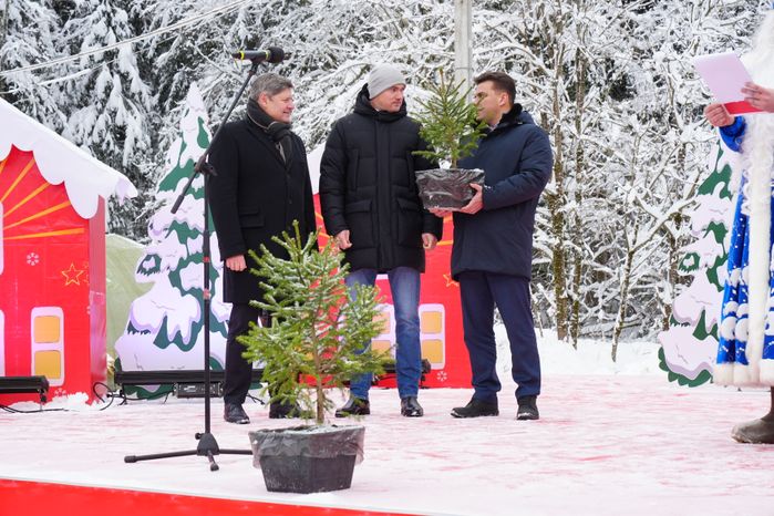 В Можайском городском округе спилили главную новогоднюю ель страны