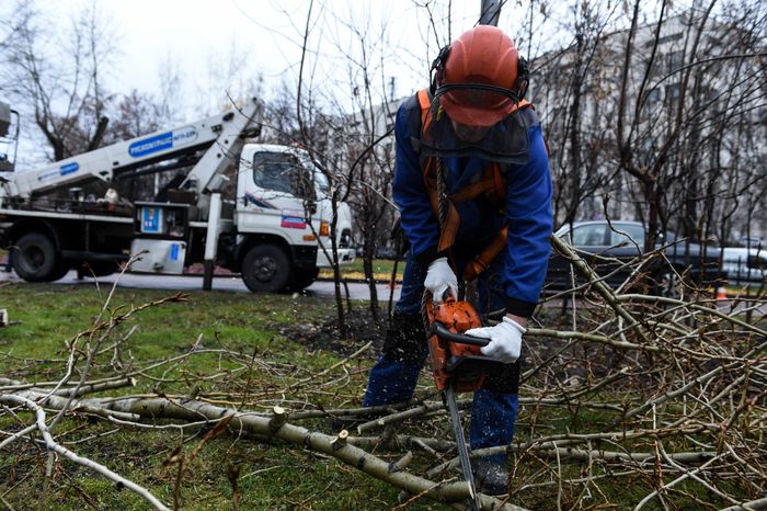 Обрезка тополей в Москве