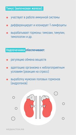 Эндокринные заболевания у наркозависимых вертикаль 06