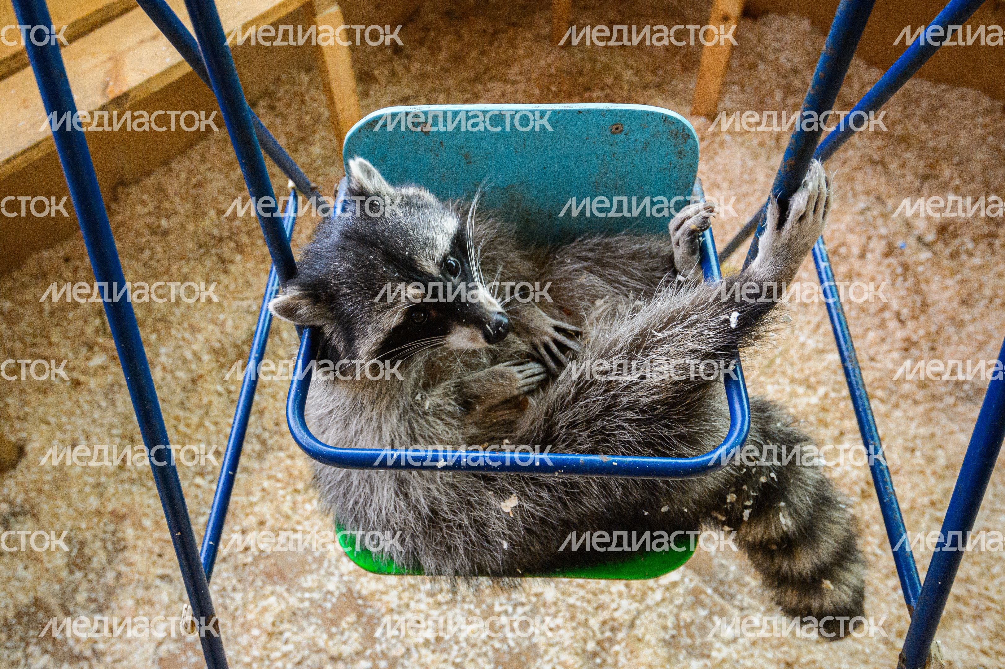 Дом енота в Хотьково Дом енота в Хотьково
