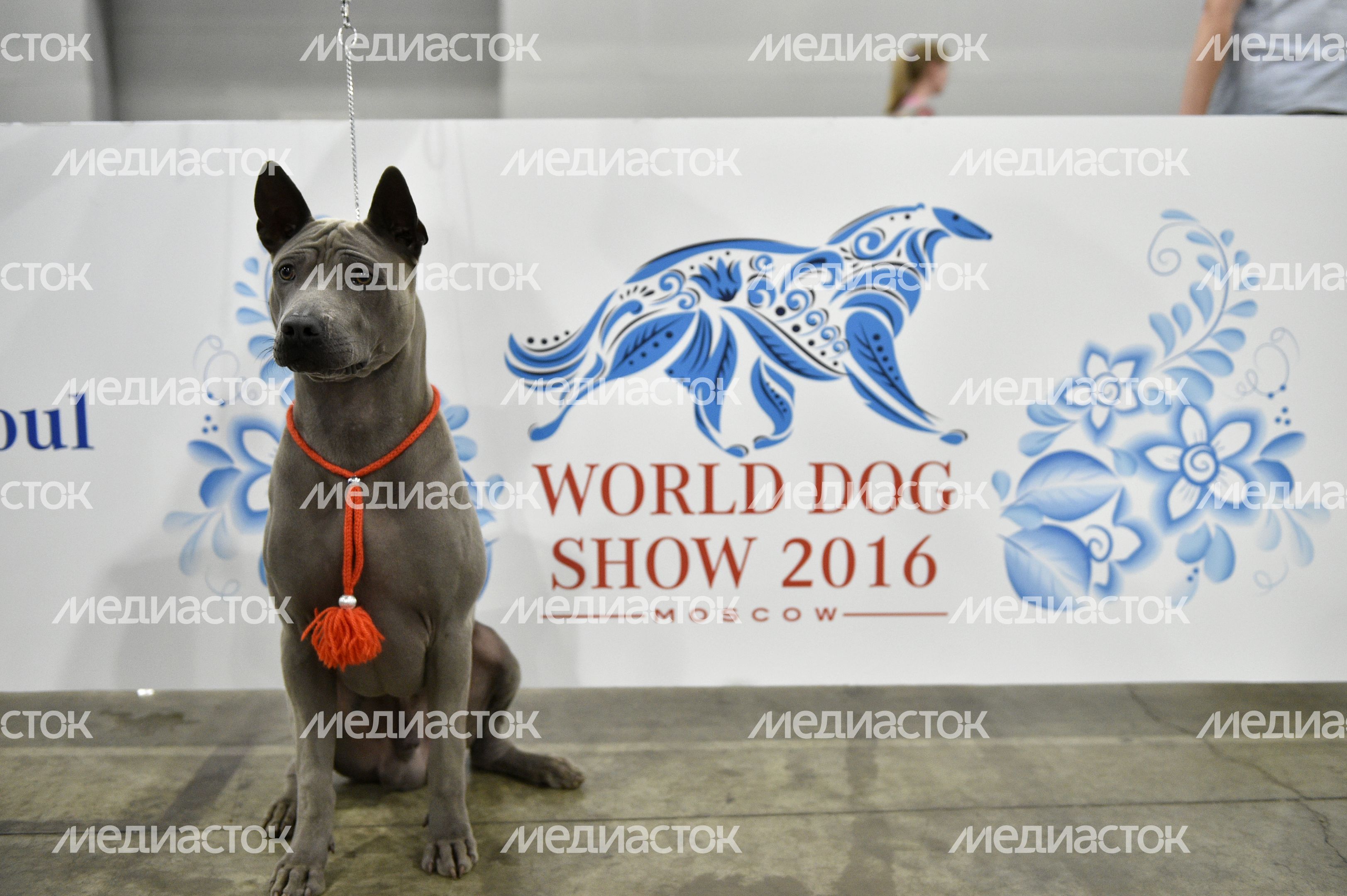 Всемирная выставка собак World Dog Show 2016 в МВЦ «Крокус Экспо» Всемирная выставка собак World Dog Show 2016 в МВЦ «Крокус Экспо»