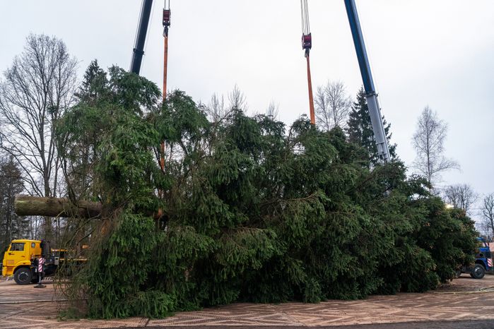 Главную новогоднюю елку страны спилили в Рузском округе