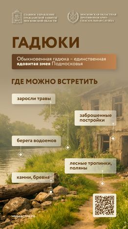 Гадюки вертикаль 01