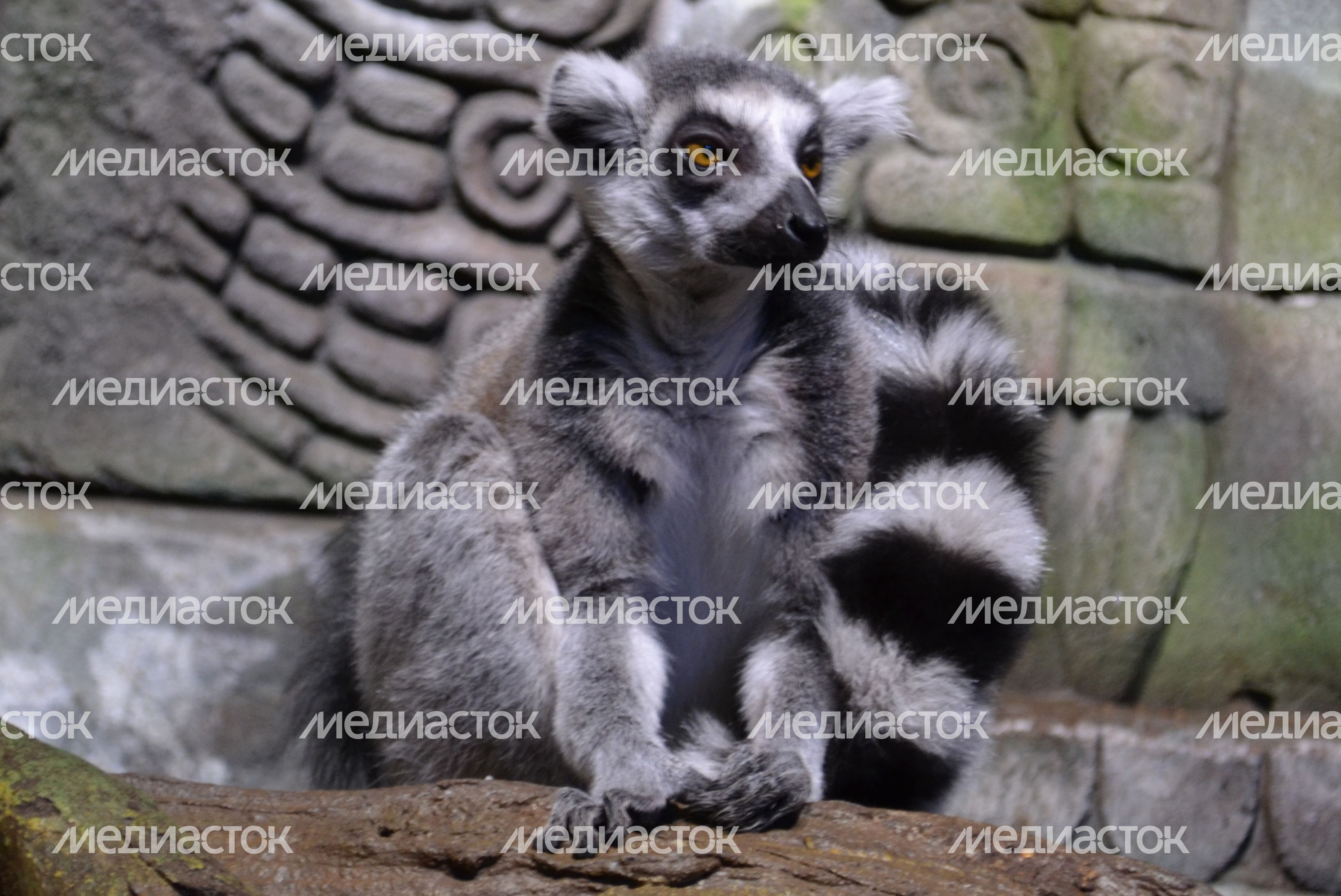 Воронежский океанариум Воронежский океанариум