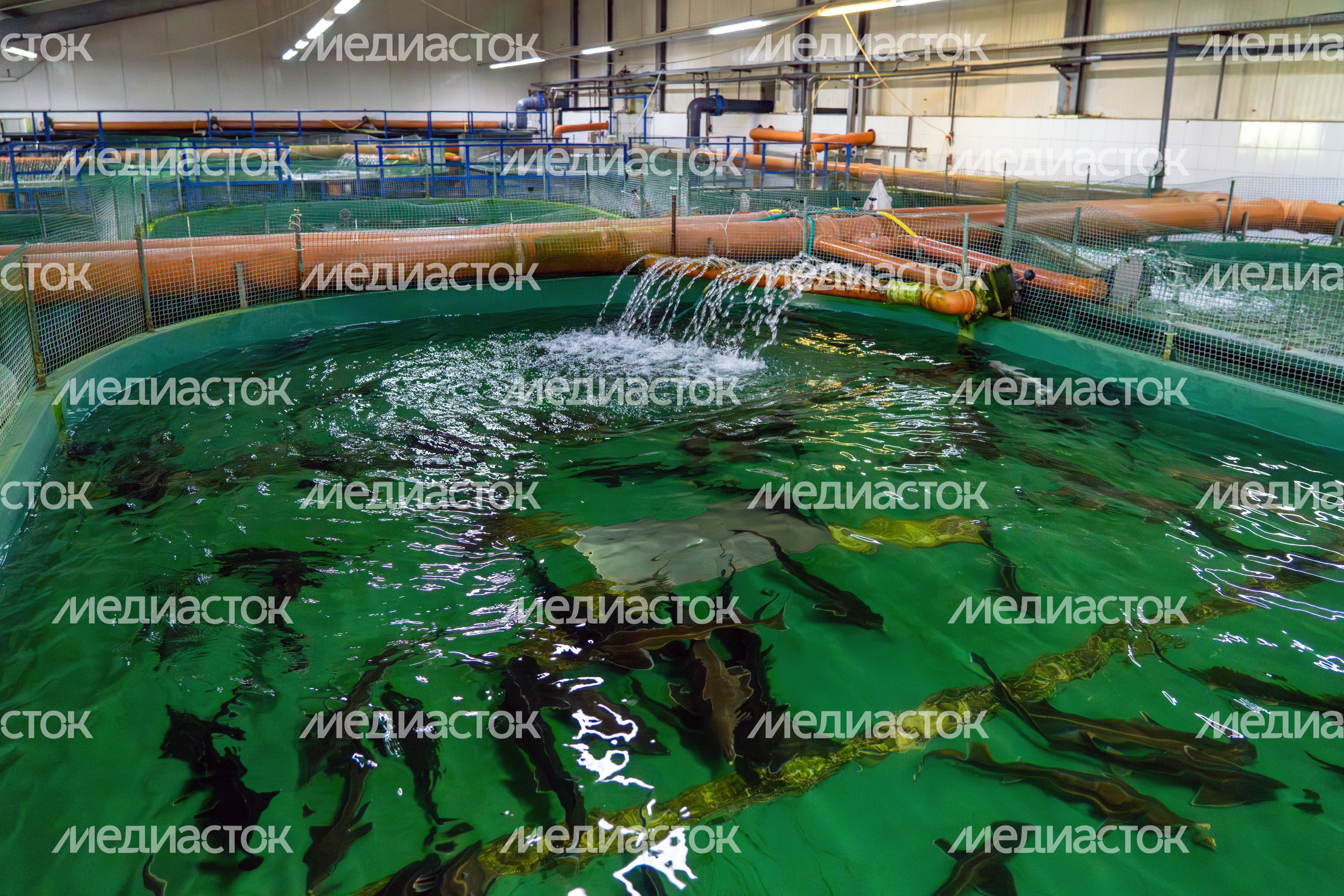 Выращивание редких пород осетровых на Можайском рыбоводном заводе «Главрыбвод» Выращивание редких пород осетровых на Можайском рыбоводном заводе «Главрыбвод»