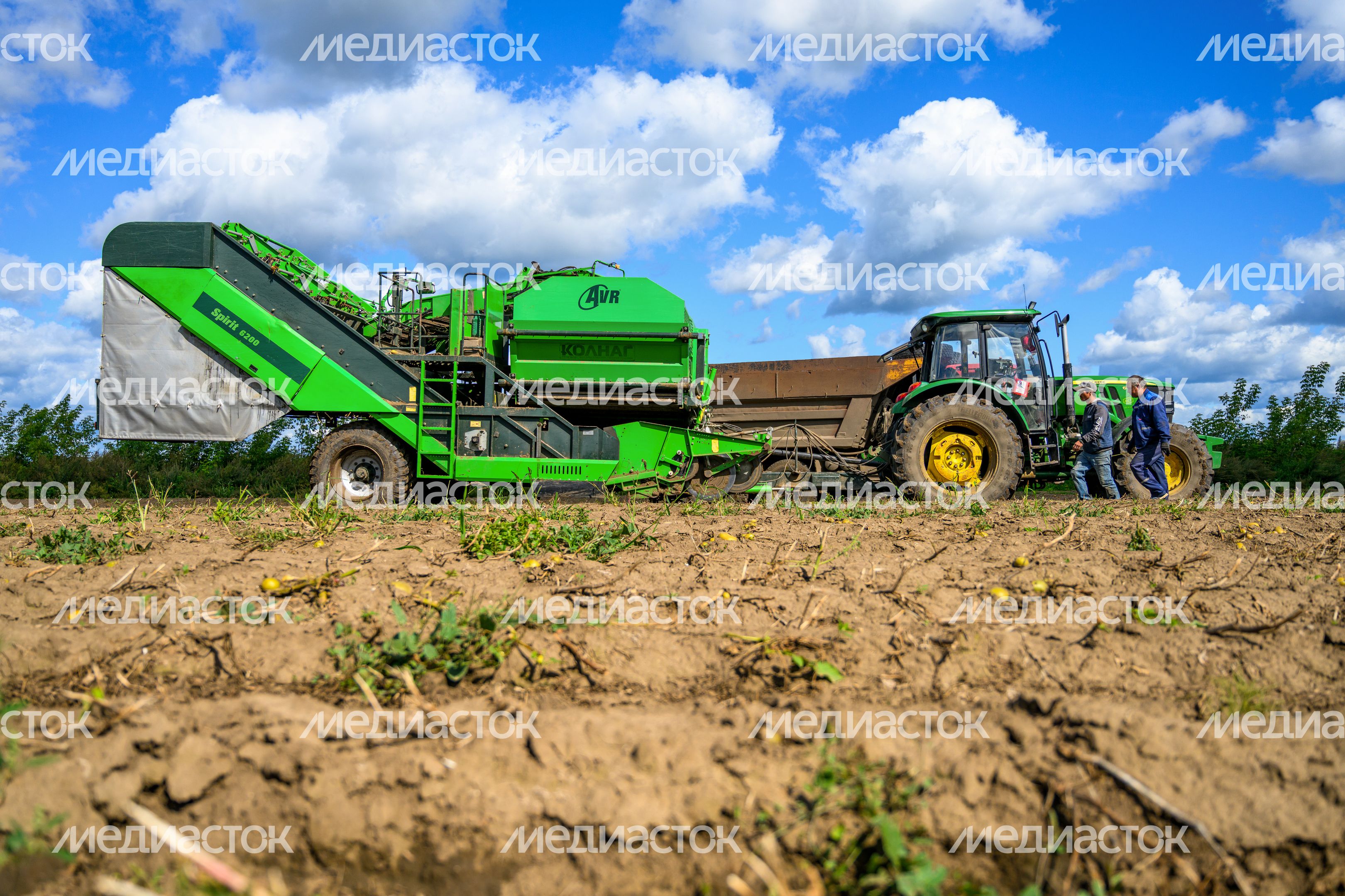 Уборка урожая картофеля в округе Коломна Уборка урожая картофеля в округе Коломна