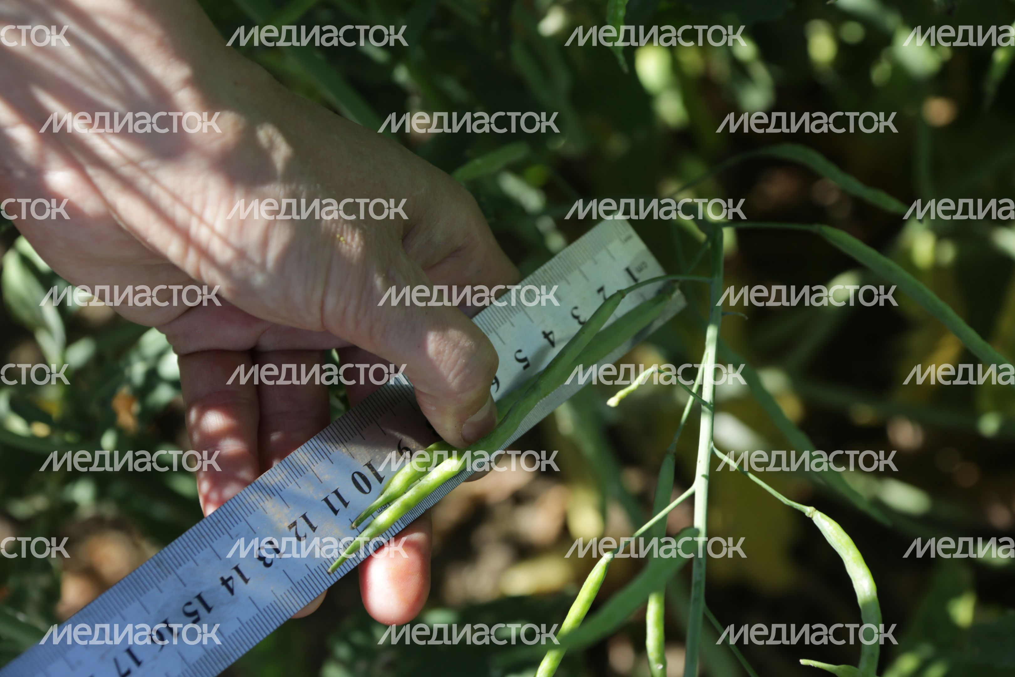 Кропотовская биологическая станция им. Б. Л. Астаурова в Каширском районе Кропотовская биологическая станция им. Б. Л. Астаурова в Каширском районе