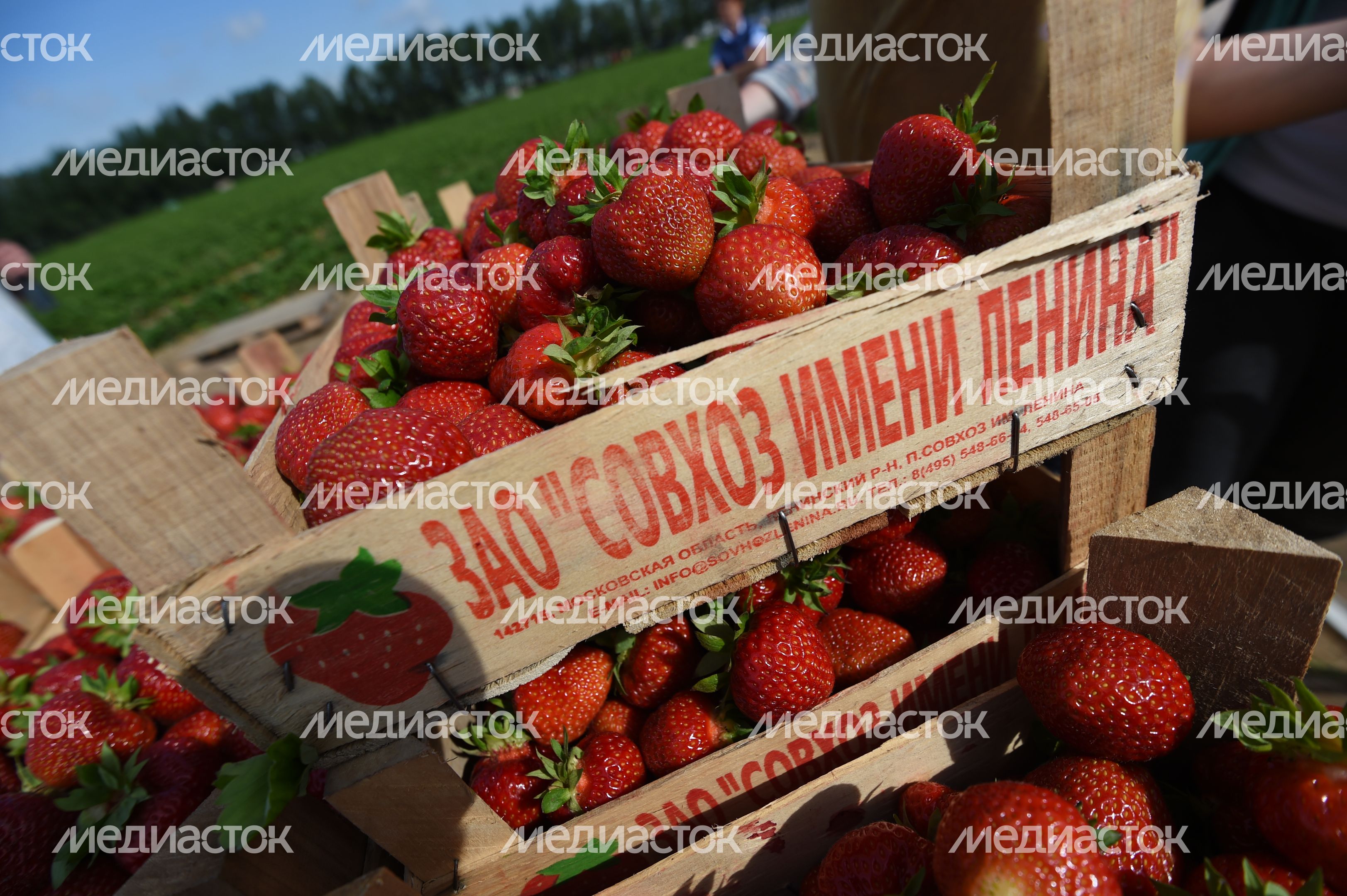 Сбор клубники в совхозе имени Ленина