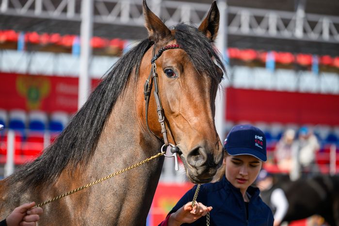Чемпионат России для лошадей орловской рысистой породы на Раменском ипподроме