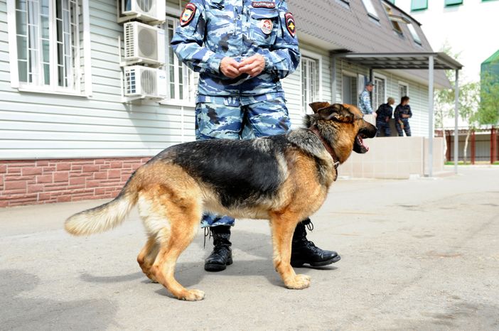 Центр кинологической службы в Москве