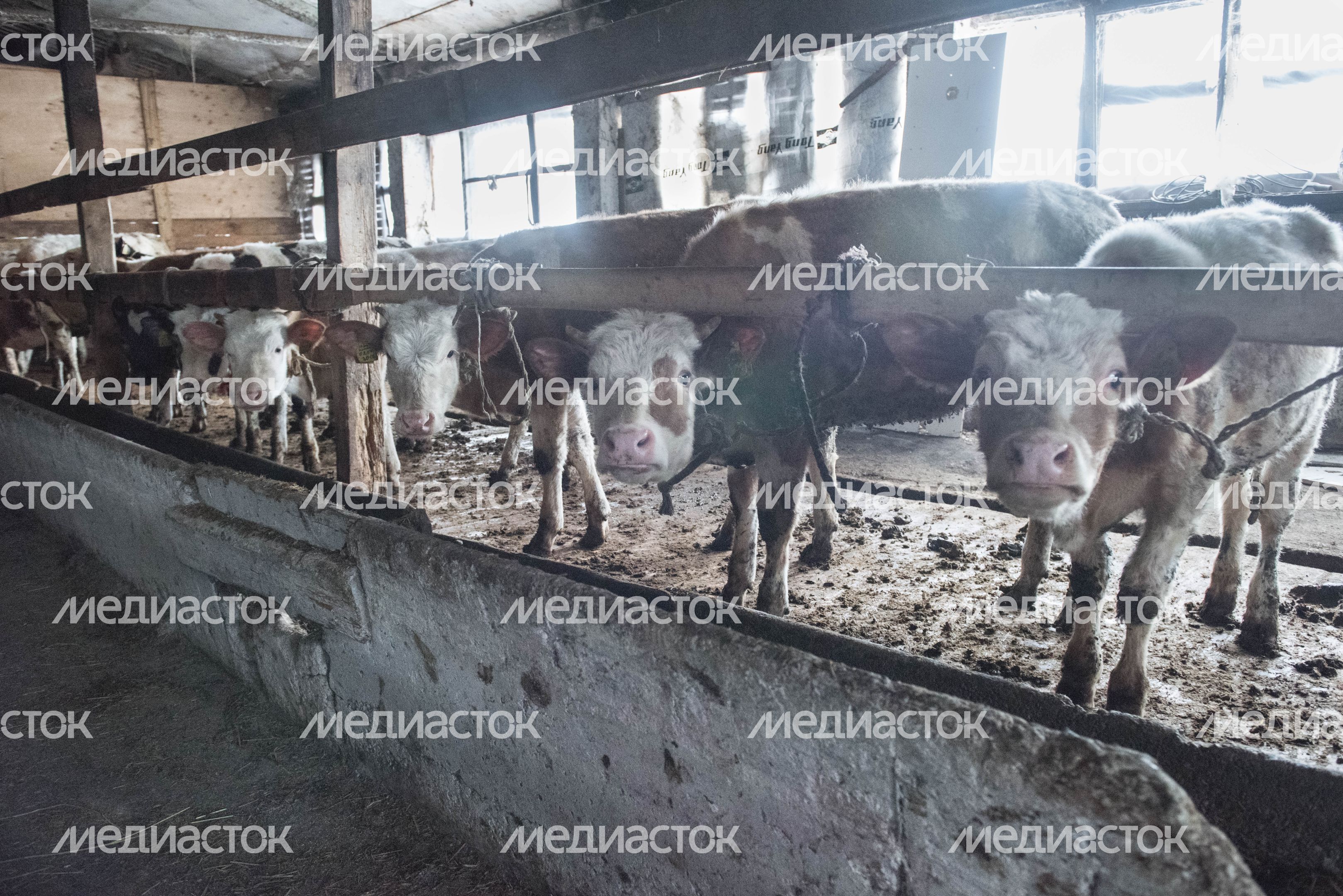 Деревня «Марс» в Московской области, 2 часть