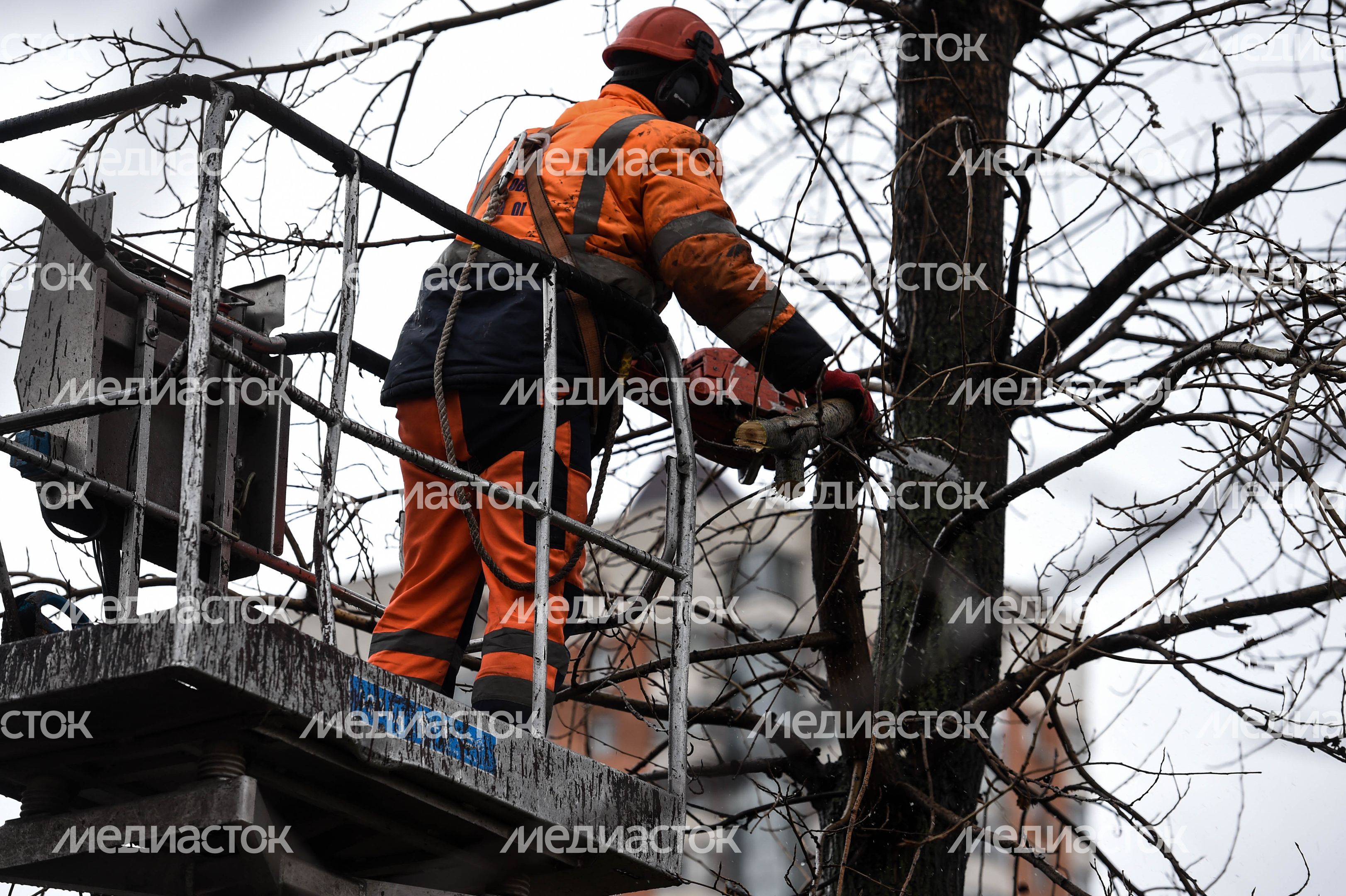 Обрезка тополей в Москве Обрезка тополей в Москве