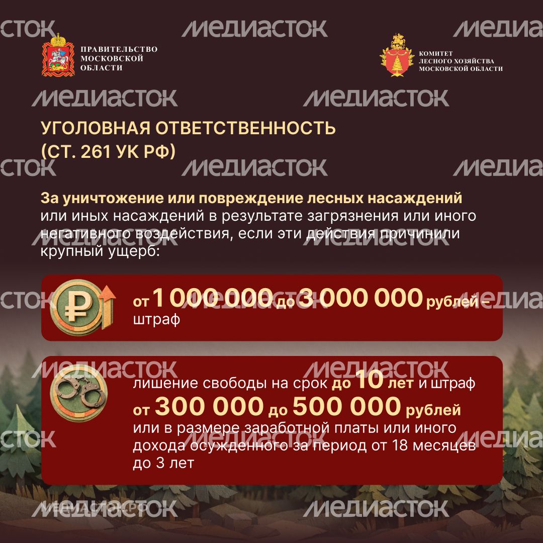 Санитарная безопасность в лесах квадрат 05 Санитарная безопасность в лесах квадрат 05
